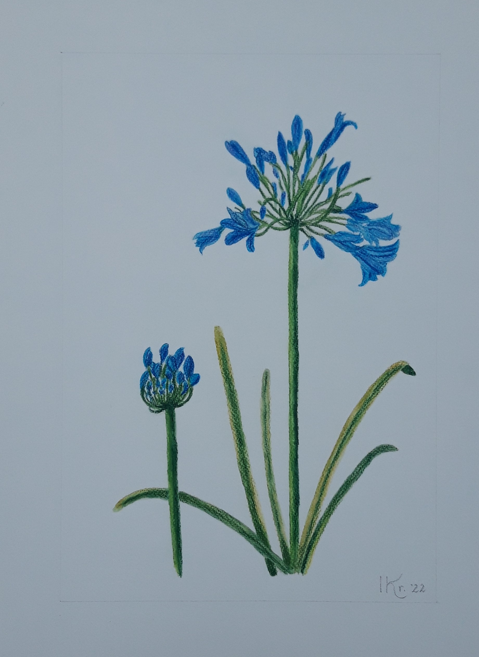 blauwe bloem tekening
