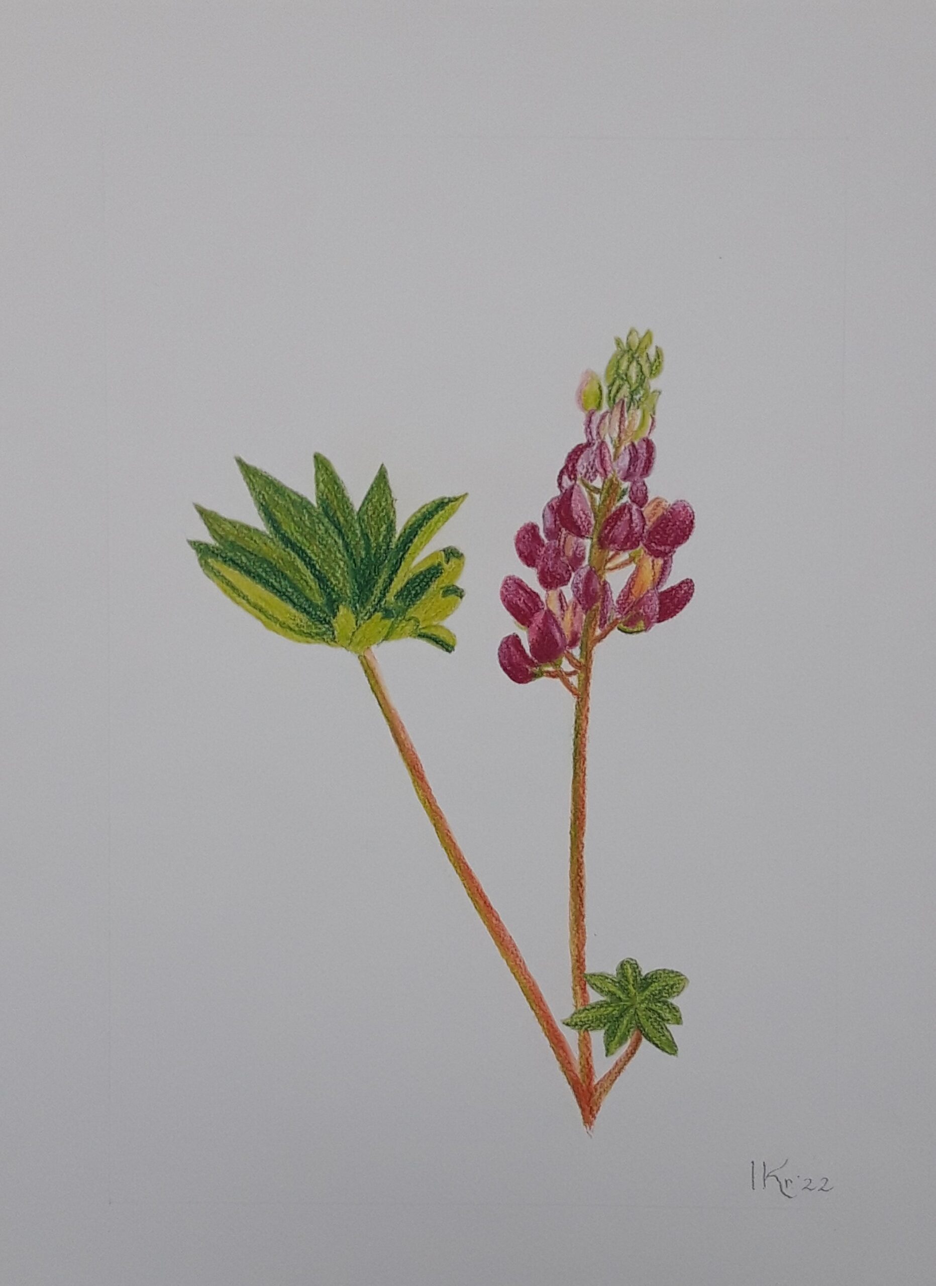 groenrode bloem tekening