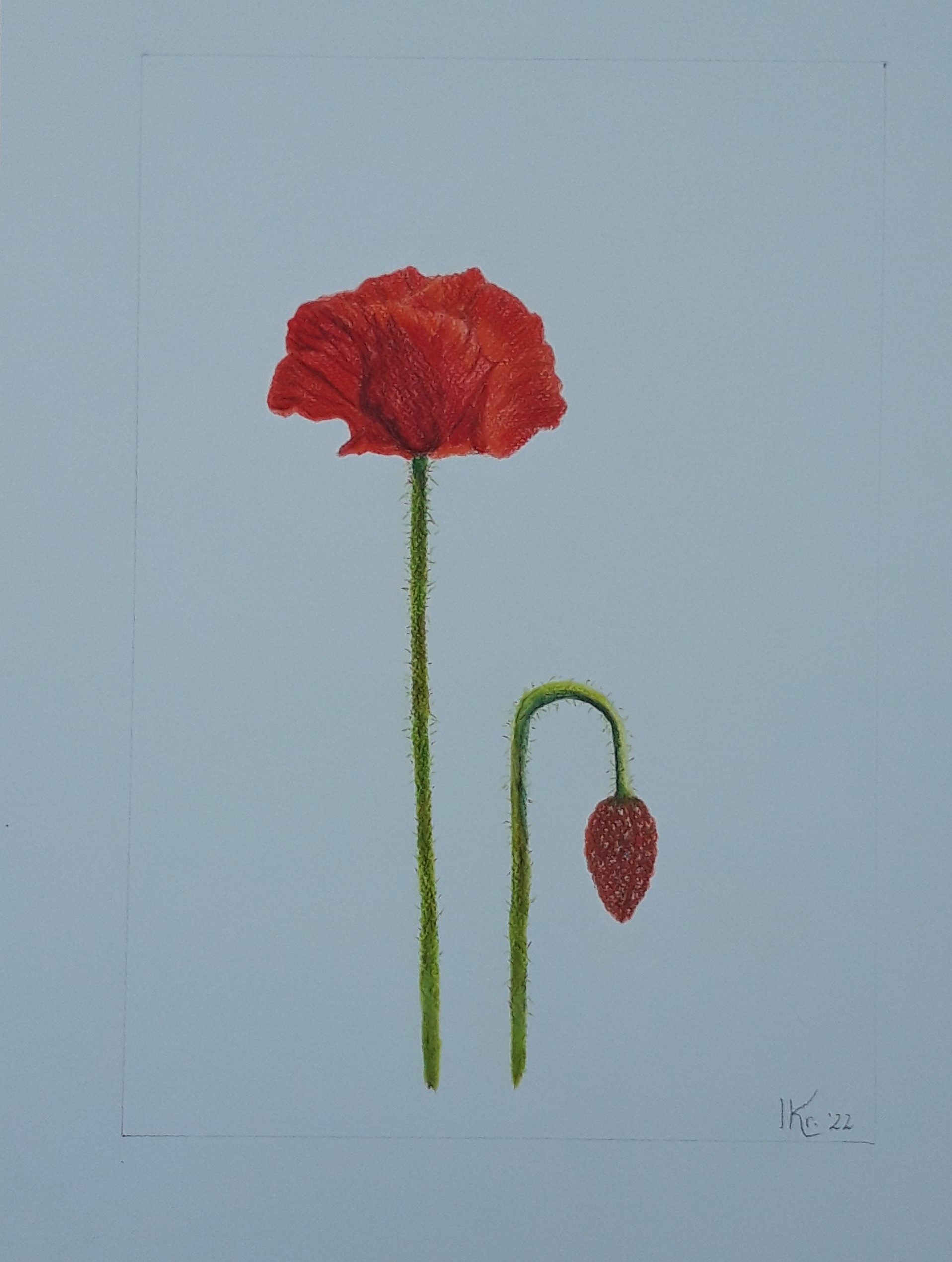rode bloem tekening