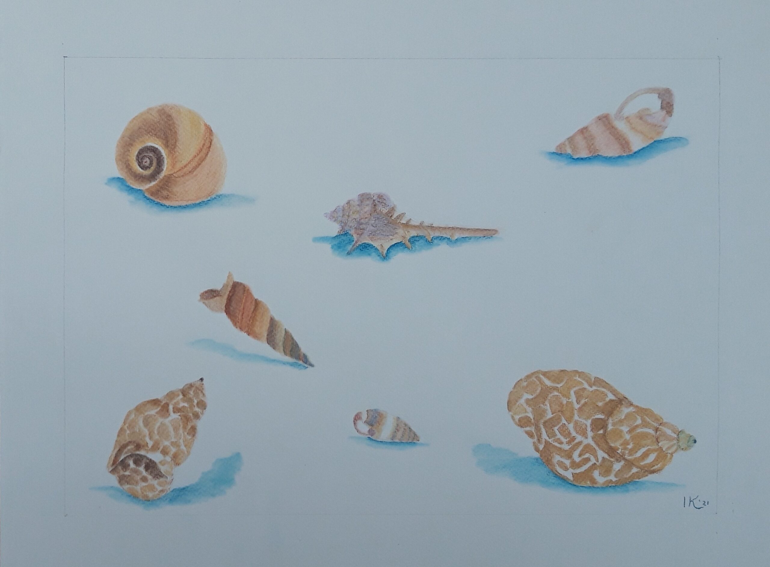 schelpen tekening