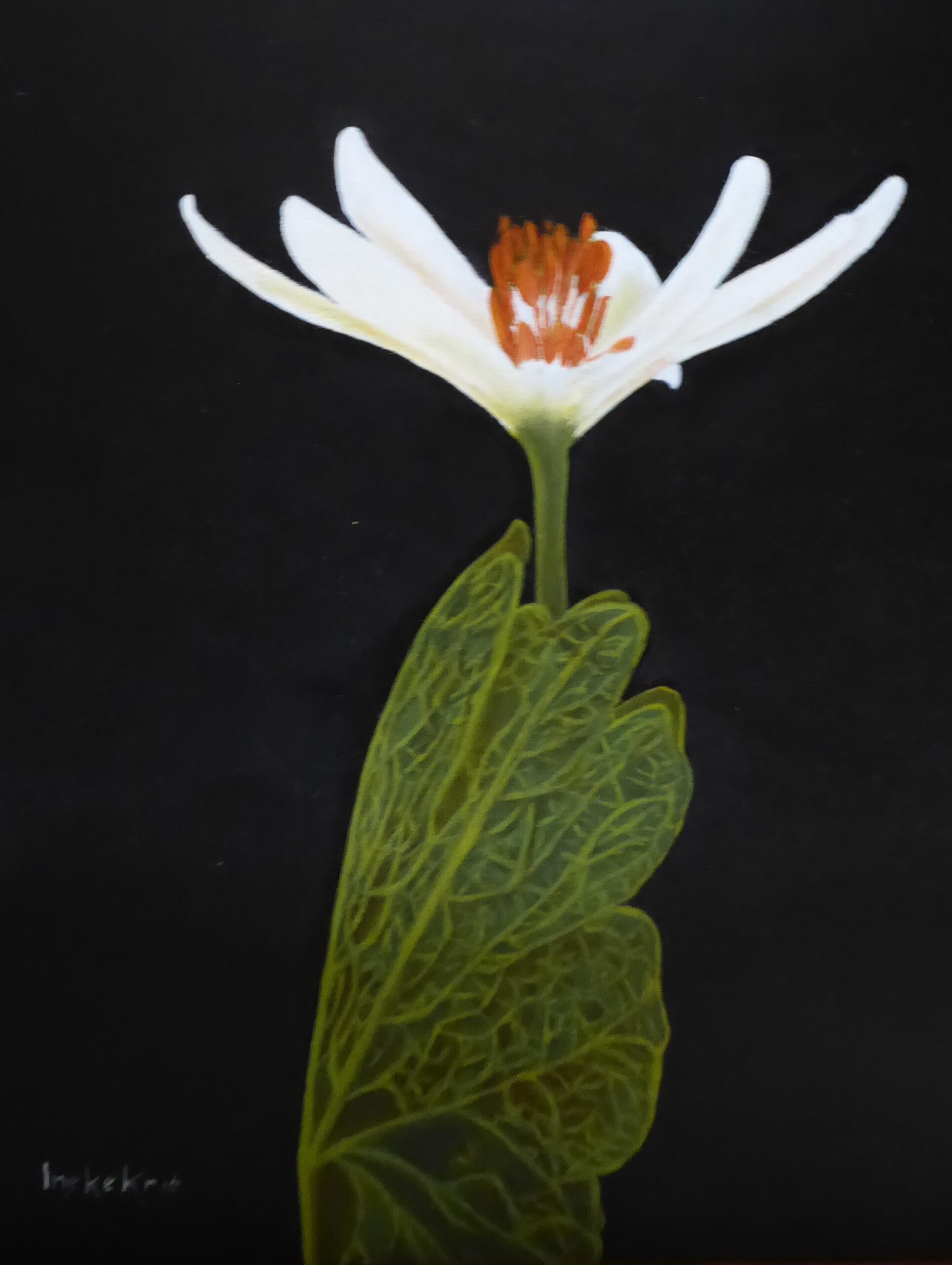 witte bloem stilleven